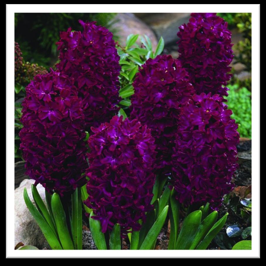 Plant 6 deep Blooms: April 8-12 high IPHEION UNIFLORUM WISLEY BLUE (Spring Starflower) 15 bulbs/ $10 With Wedgwood
