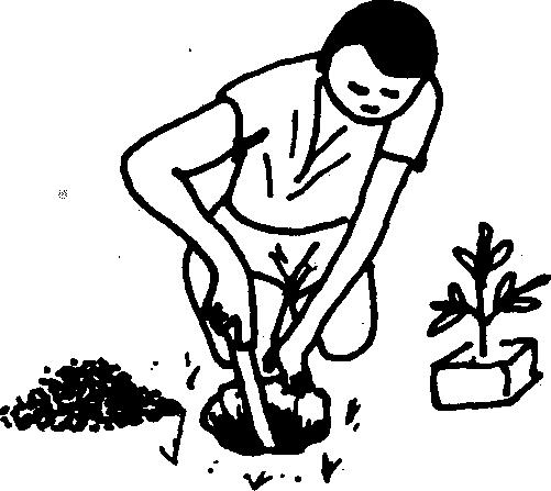 Then cut horizontally, lift the seedling and place it in a container. Finally place the seedling in a prepared hole in your preferred planting site.