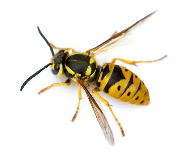 Wasps Prevention: Seal holes and cracks in walls, foundations and roofs to prevent wasps from entering Cover attic and crawl space vents with fine mesh insect