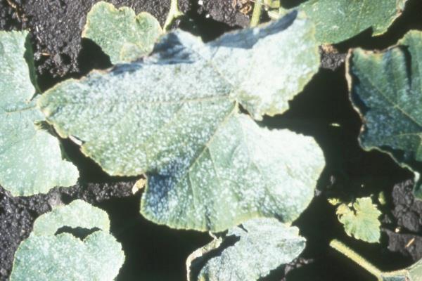 What is a Plant Disease?