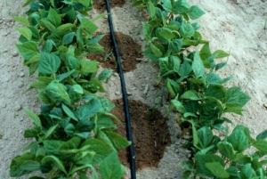 management Sanitation and weeds Solarization Organic Mulch Control