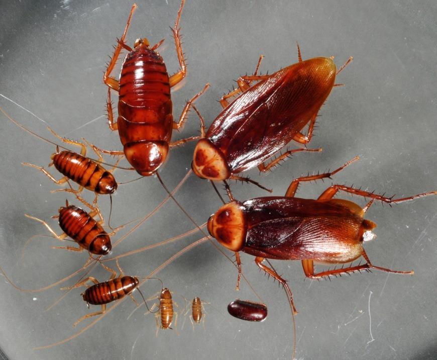 Cockroaches Prevention Store food in refrigerator or sealed containers. Keep counters and food storage areas clean.