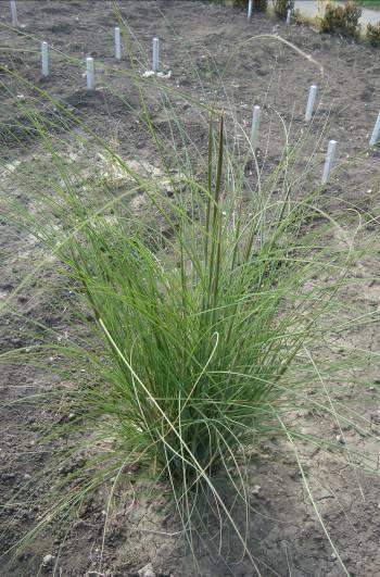egetable Growing, Ornamental, Aromatic and Medicinal Plants Miscanthus sinensis (zebra grass) is a deciduous, clump-forming, perennial grass, with a height of 180-200.
