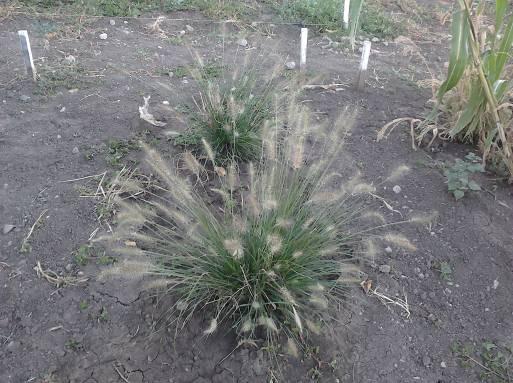 Pennisetum alopecuroides (dwarf fountain grasses, chinese pennisetum) have an aspect of globular bush with the height of 25-40. Leave are dark green coloured.