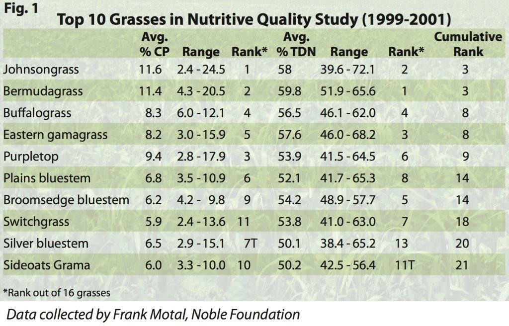 Positive Aspects of Johnsongrass As far as nutritive value is concerned, johnsongrass is tough to beat.