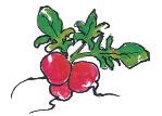 Vegetable/Fruit When radish 5-7 weeks Spinach 10 weeks