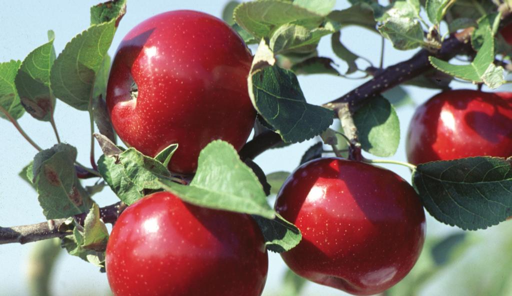cherries on Gisela rootstocks must be regulated. To obtain a better balance between leaf area:fruit ratio, the focus can be either to regulate crop load or to improve foliage growth.