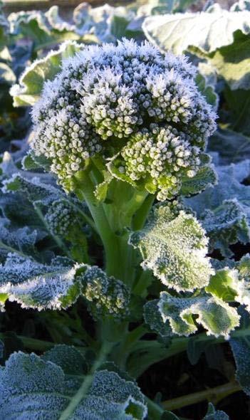 Tolerate frost: Hardy: tolerate heavy frost (below 28 degrees), can produce through winter Cabbage, kale, collards, carrots