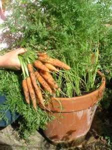 loose, well drained soil for good root development Harvest once,