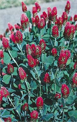 Plant in empty areas, let grow for a season then till into the soil Winter Hardy: Legumes add N to soil: hairy vetch, crimson clover, Austrian winter pea