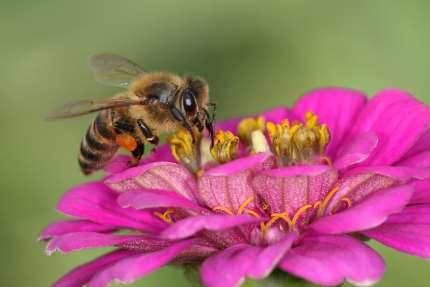 and animals Pollinators
