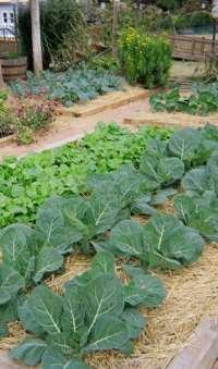 Upcoming Extension Gardener Short Course: Organic and Sustainable Vegetable Gardening March, 2016
