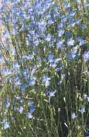 Nillumbik local plant guide 21 Tufted bluebell (Wahlenbergia communis) Requirements:
