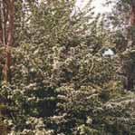 junceae) Flax leaf broom (Genista linifolia) Seeds highly