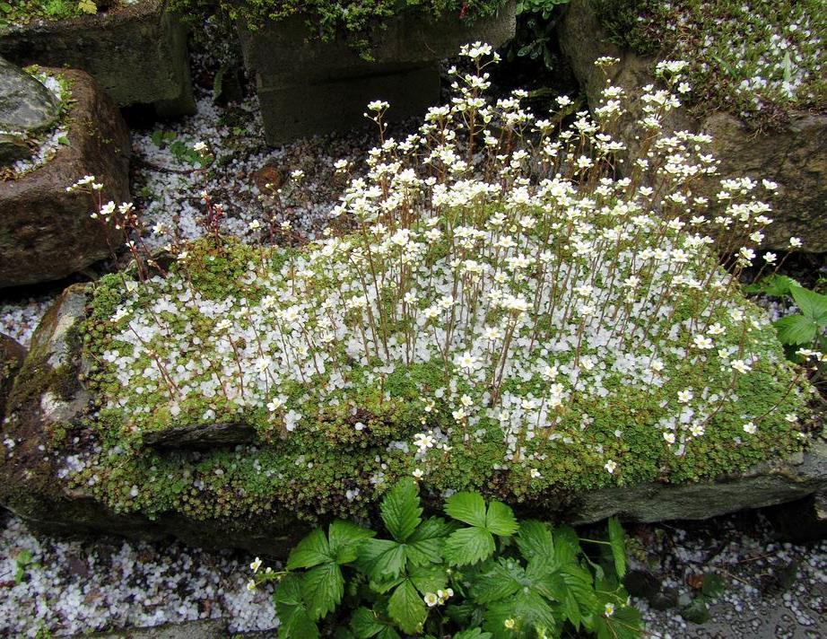 One of the longest plantings in a trough is this one completely filled with Saxifraga cochlearis minor.