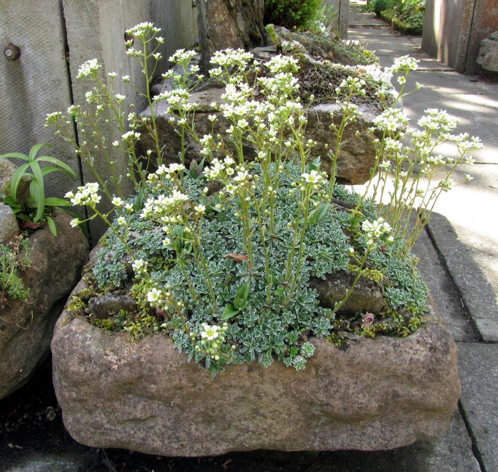 I planted it with an encrusted saxifrage that would not object to any lime that may leech out but nature soon