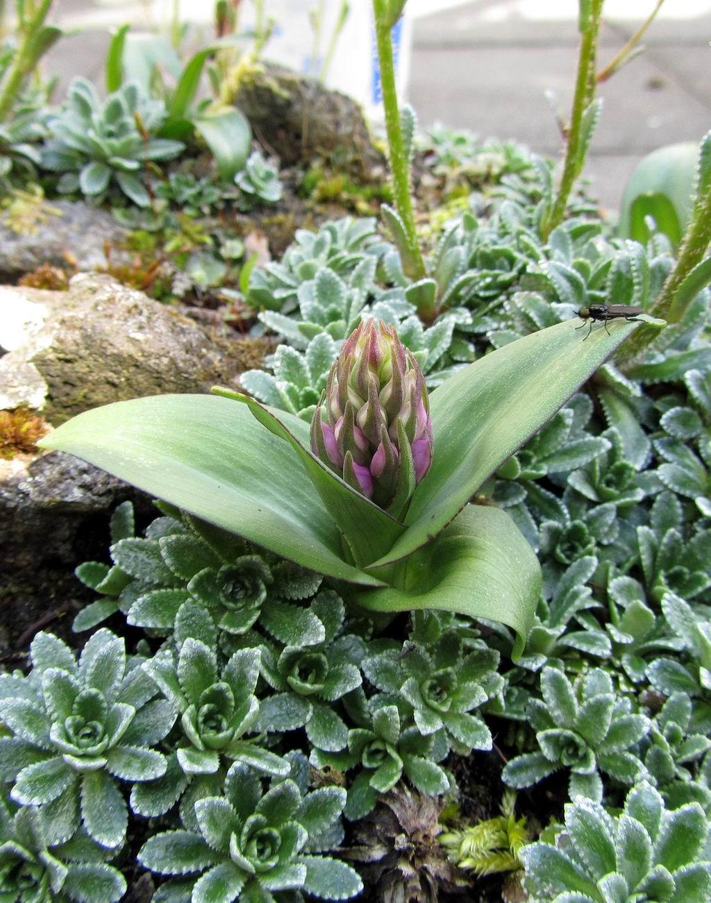 Dactylorhiza purpurella growing happily through a silver saxifrage in a cement landscaped environment.