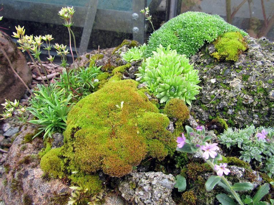 Part of the success of the original rock cliff can be attributed to the growth of moss that first colonised areas of the rock, this then provided a suitable habitat for the Erinus to seed into