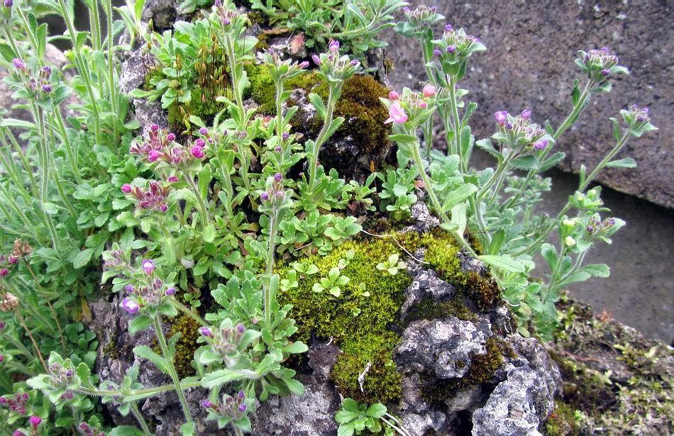 It does not take very long before mosses start to colonise the broken concrete blocks as some of the troughs I planted up a few years ago show.