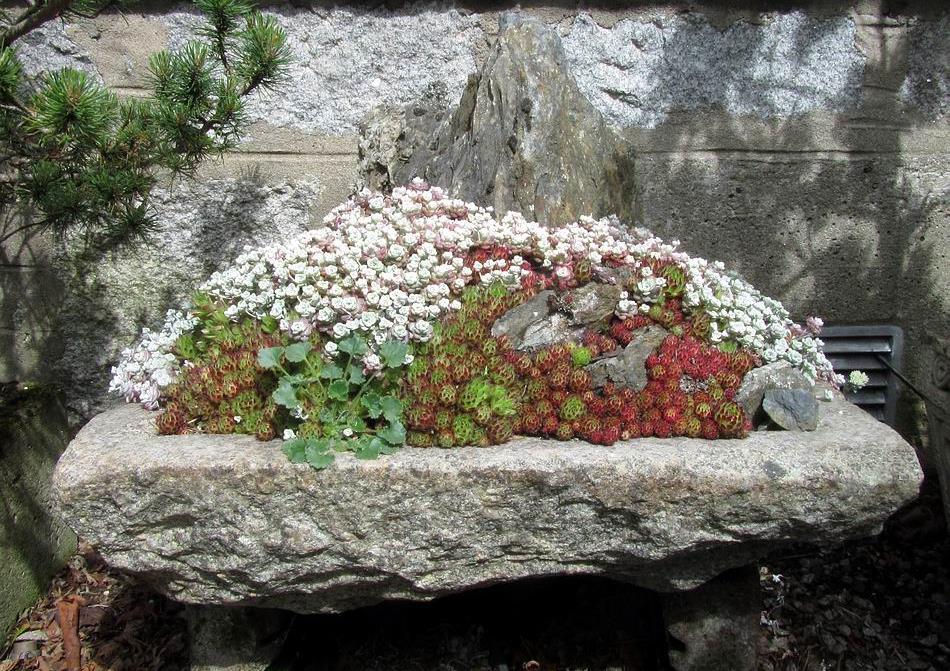 Now I have decided it is time for me to rework this trough. It is fascinating to see how the liverworts actually help break down the sandstone rocks causing them to crumble.