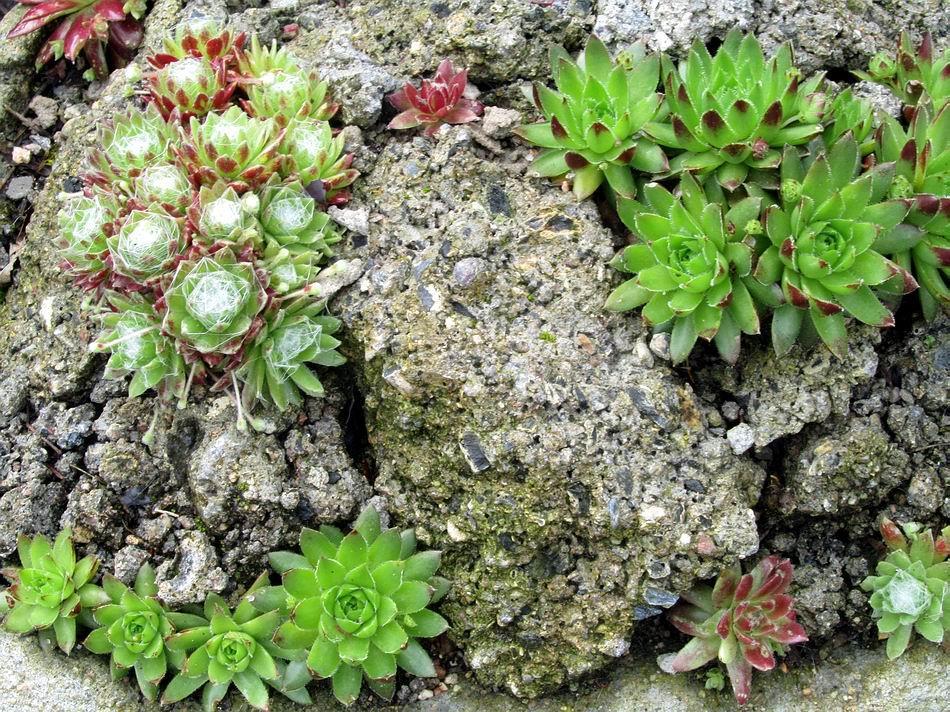 Sempervivums are wonderful in troughs and are as easy as the name Sempervivum = ever living, suggests.