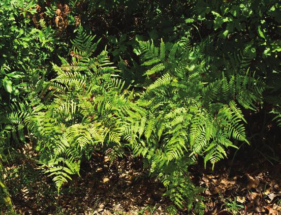 Pteridium aquilinum Common name: Western Brackenfern Comments: Herbaceous rhizomatous perennial, to 3 feet tall Basal; deciduous, to 3 feet wide; triangular in outline; twice-pinnately compound;