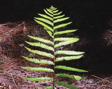 Woodwardia areolata Common name: Netted Chain Fern Comment: Deciduous, perennial, 1 1/2-2 feet tall Bright waxy green, lanceolate, pinnatifed, wide wings along main axis; sterile fronds shorter than