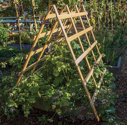 Self-staking for ease of use and packed in self-merchandising cartons. Dimensions (w x d x h): 23.25 x 1 x 30 16 30 Folding Trellis (right) 862.