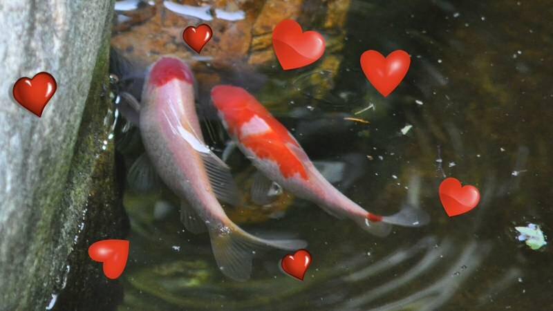 Many of our Koi keepers have been noticing signs of spring spawing in their ponds along with other Springtime challenges.