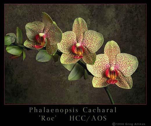 Phalaenopsis Cacharal Roc HCC/AOS South Bay Orchid Society Board: President: Marla Corey -310-833-1918 Email: SquareRig@aol.com 1st Vice President Nick Braemer -310-560-4384 Email: -orchidnick@yahoo.