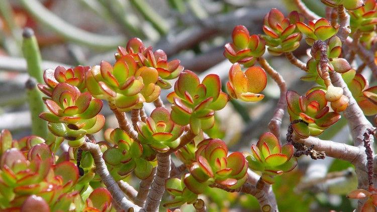 HOW TO SAVE SUCCULENTS FROM ROT IN WINTER: by Maureen Gilmer 01-17-18 Are your succulents turning black? Are they gushy and soft when you touch them?