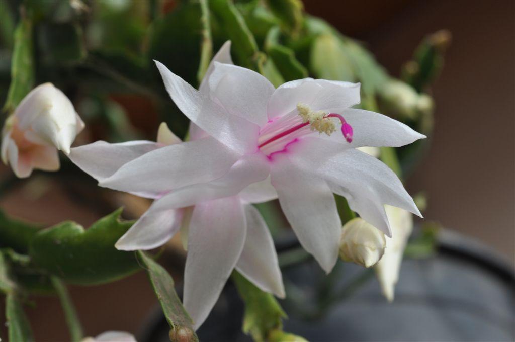 PLANT STUDY: by Elton Roberts Schlumbergera Truncata X the Christmas cactus There are a lot of Schlumbergera crosses and they are usually sold as Christmas cactus.