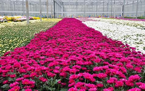 Floriculture Sector Profile The Floriculture sector is one of Uganda s top ten foreign exchange earners contributing close to $ 30 million in export revenue.