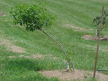 A properly raised planting should not have soil mounded up against the trunk. I'm sure you've heard to choose the right tree for the right place.