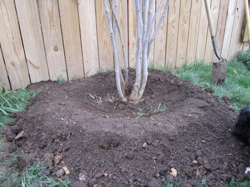 Do not add any amended soil, fertilizer, or anything. In fact, trees do not need fertilizer unless you see a noticeable problem with the tree and a soil test points to a nutrient deficiency.
