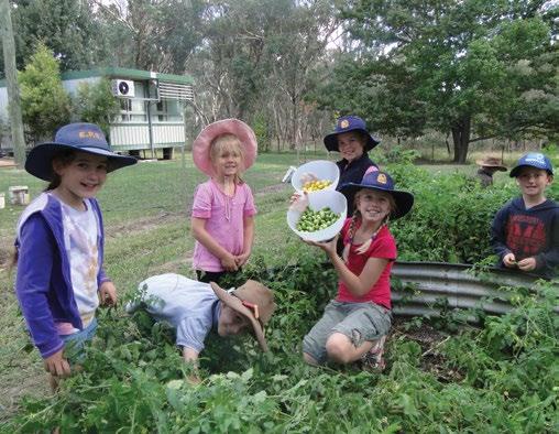 In term 2 we planted the winter vegetables. We planted cauliflower, broccoli, celery, carrots, spinach and lots more.