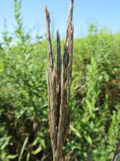 Big Bluestem, Andropogon gerardii, Poaceae * Turkeyfoot-like flowers* 4-6,
