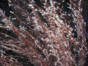 nutans, Poaceae 3-5, Full Sun, Dry Medium Soil, September to February;