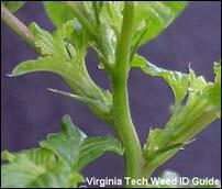 Weed of the Week, Chuck Schuster Spiny amaranth, often called spiny pigwweed, Amaranthus spinosus, is a weed found in turf and occasionally in landscape nursery settings in the eastern United States.