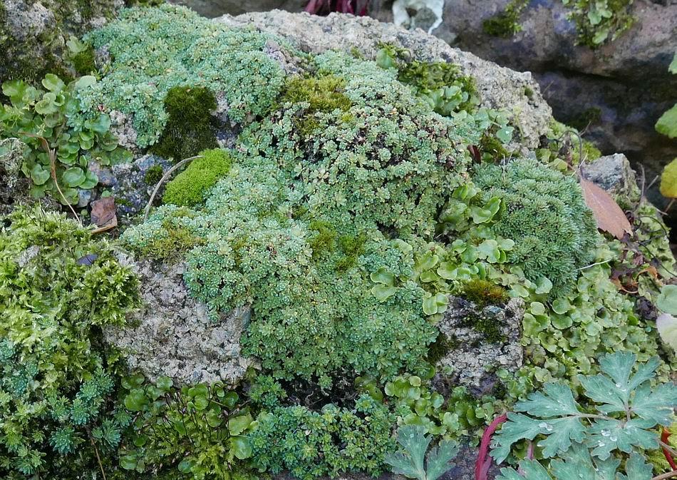 The saxifrages more or less shut down in the summer but since it cooled down in August they have put on a good period of growth however so have the mosses and liverworts.