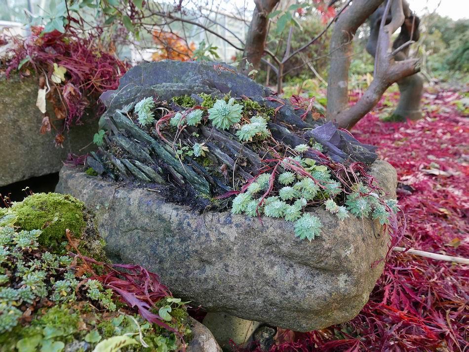 Over the winter I will work to remove the troublesome liverwort and find a balance with the moss.