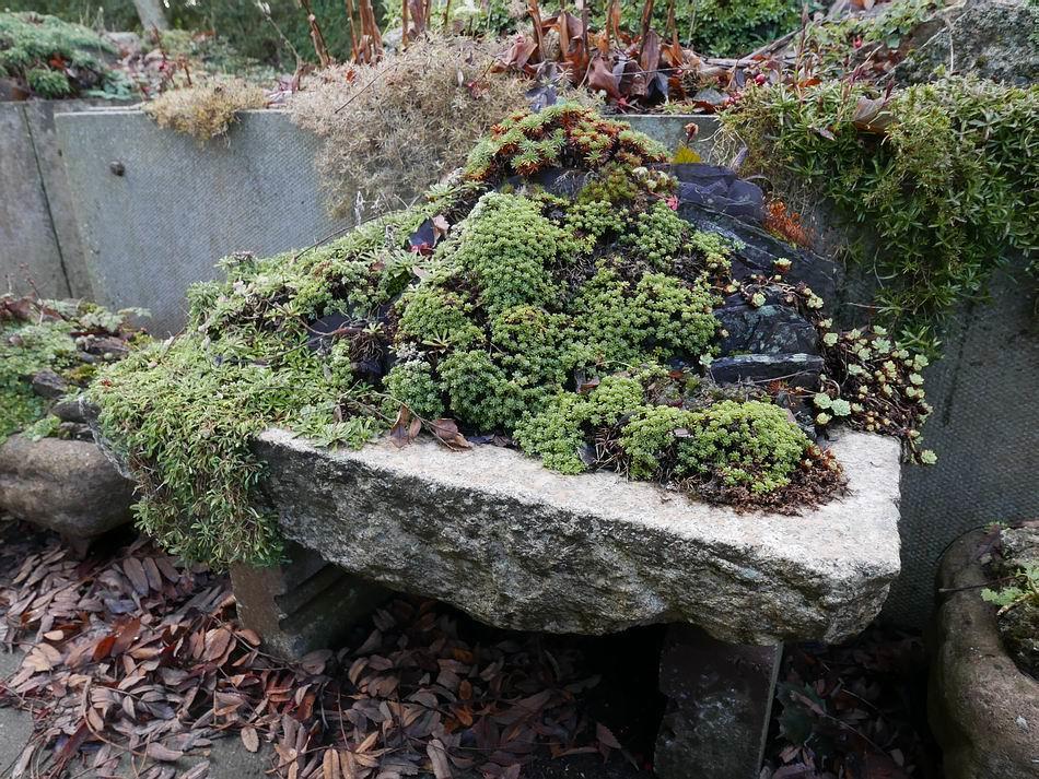 In 2008 I created a high crevice landscape in this granite trough, carved out of a recycled paving slab, using recycled