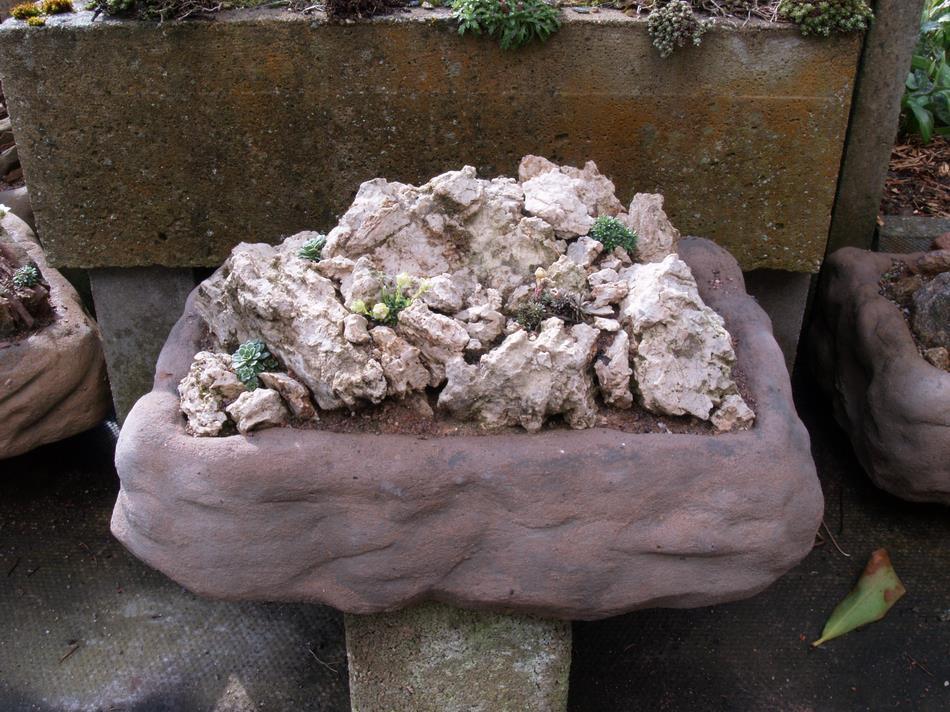 Once more it is interesting to compare this with the same trough from 2008 when it was newly landscaped with limestone marl and planted up with a range of small