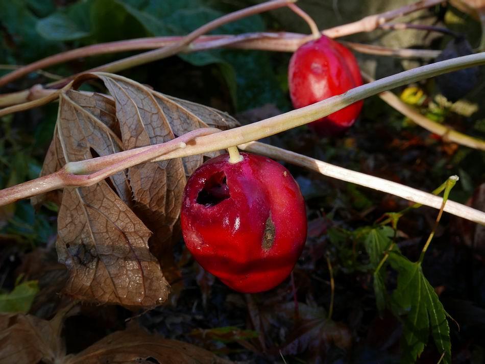 The bright red colour of these Podophyllum hexandrum fruits indicate they are fully ripe and are already attracting the grazing attention of the