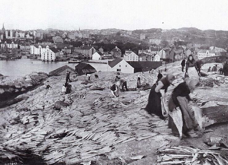 Drying of cod at the
