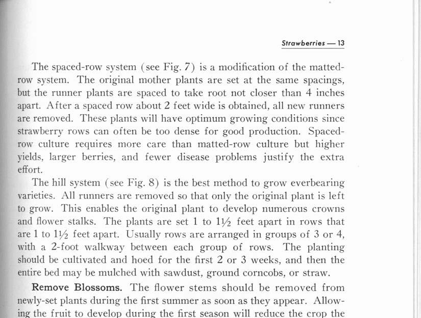 Strawberries - 13 The spaced-row system (see Fig. 7) is a modification of the mattedrow system.