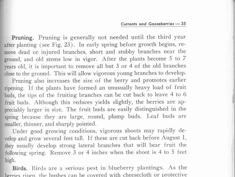 Currants and Gooseberries - 35 Pruning. P runing is generally not needed until the third year after planting (see Fig. 23).