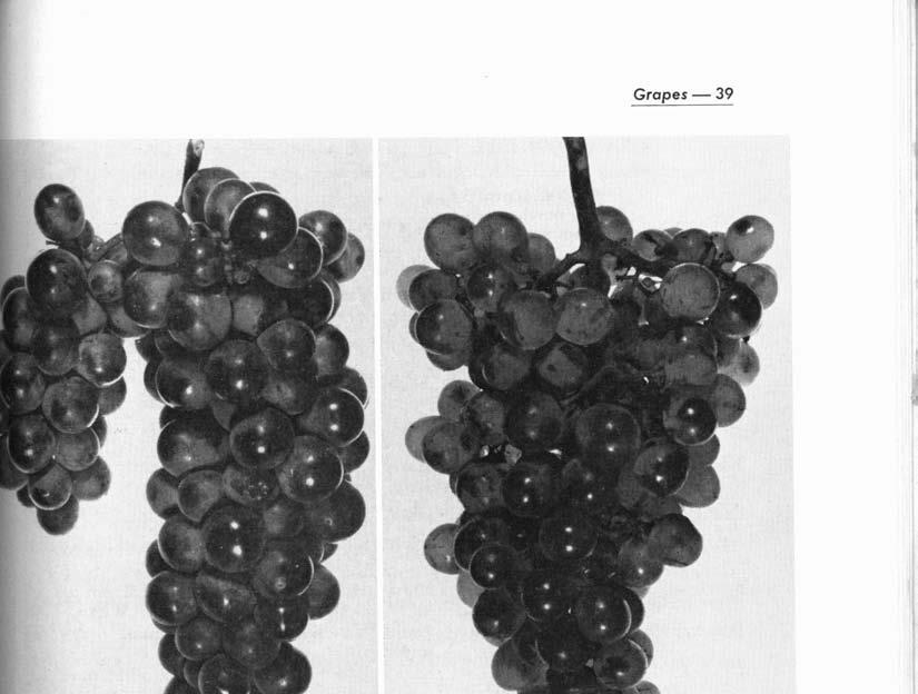 Gropes- 39 Grape clusters of Steuben (left) and Seyve Villard 12-375 French Hybrid. (Fig.