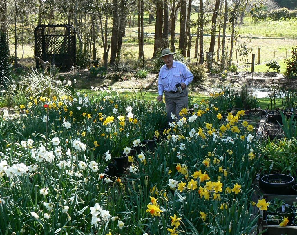 The Daffodil Association of NSW/ACT Inc NEWSLETTER No.