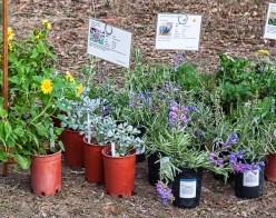 Randy Mitchell, and native plant sale for seminar participants 3:30-5:30 pm Native Plant Sale open to all!